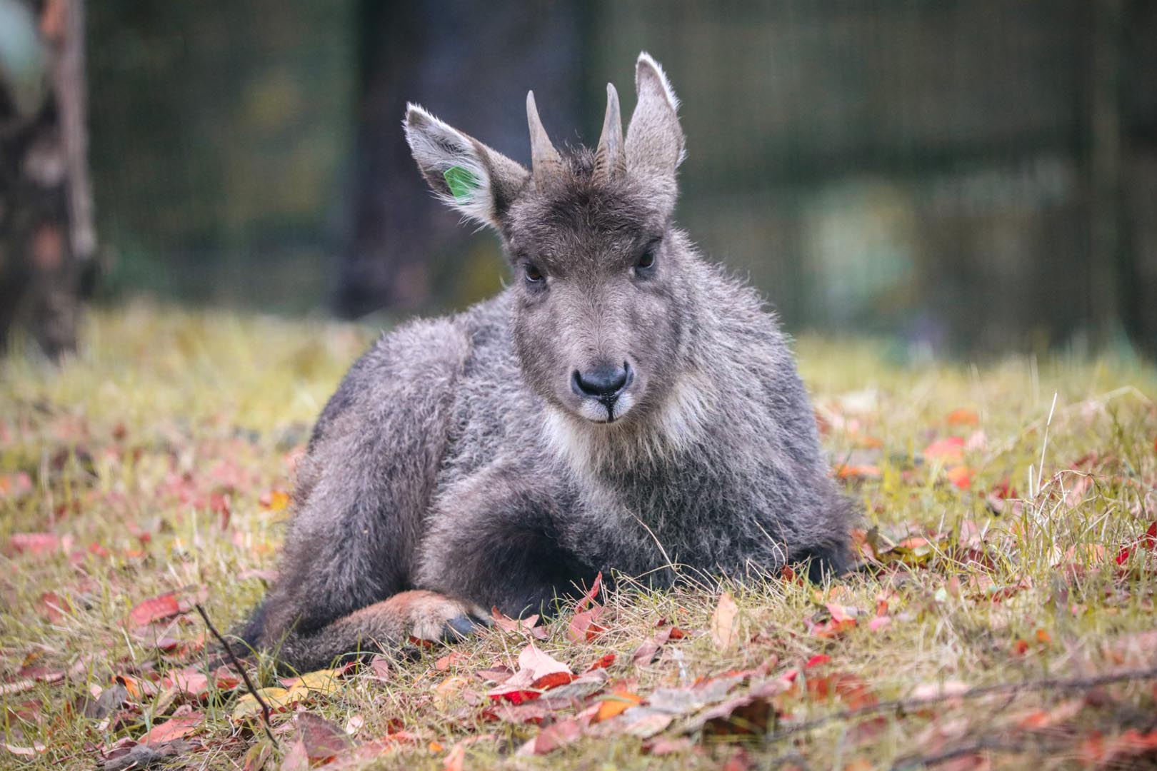 Chinese goral Danling lying down looking to camera (eye contact) Image: Allie McGregor 2023